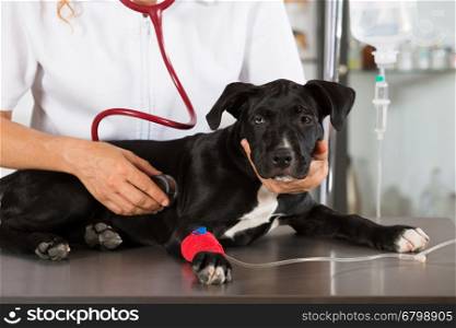 Veterinarian conducting a review with your dog American Staffordshire