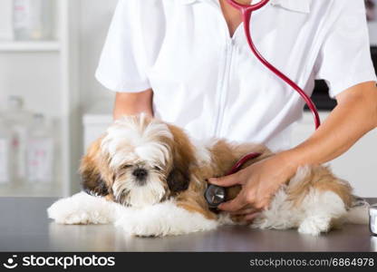 Veterinarian conducting a review with your dog Shih Tzu