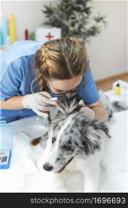veterinarian conducting inspection dog s ear with otoscope