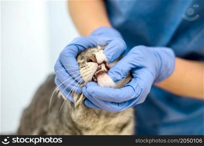 Veterinarian doctor is examining the teeth of a grey cat. Veterinarian doctor is examining the teeth of a cat