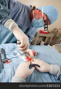 Veterinarian doing knee surgery on small dog