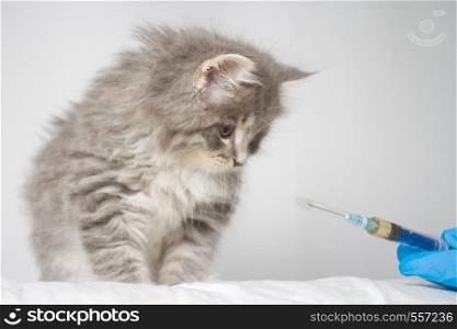 Veterinarian giving injection to Grey Persian Little fluffy Maine coon kitte at vet clinic. Cat looks to the syringe. - Medicine, pet, animals, vaccination and allergy concept. Veterinarian giving injection to Grey Persian Little fluffy Maine coon kitte at vet clinic. Cat looks to the syringe. - Medicine, pet, animals, vaccination and allergy concept.