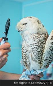 veterinarian holding and checkup owl