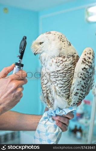 veterinarian holding and checkup owl. owl at vet