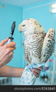 veterinarian holding and checkup owl. owl at vet