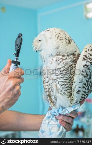veterinarian holding and checkup owl. owl at vet