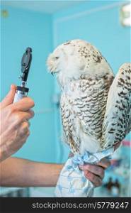 veterinarian holding and checkup owl. owl at vet