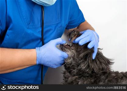 veterinarian in blue uniform and sterile latex gloves examines the mouth of a black little dog, animal treatment concept