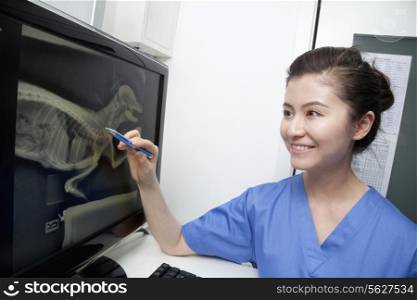 Veterinarian looking at animal&rsquo;s x-ray