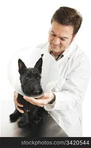 Veterinarian putting an Elizabethan protective collar on a dog. Isolated on white.