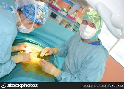 veterinarian surgeons in operating room