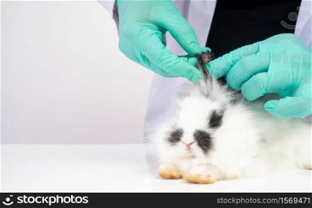 Veterinarians use cotton swabs to check the fluffy rabbit ear and check for the fungus. Concept of animal healthcare with a professional in an animal hospital