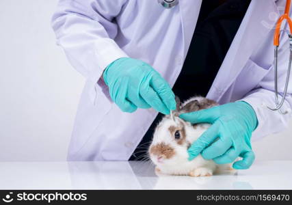 Veterinarians use cotton swabs to check the fluffy rabbit eyes and check for the fungus. Concept of animal healthcare with a professional in an animal hospital