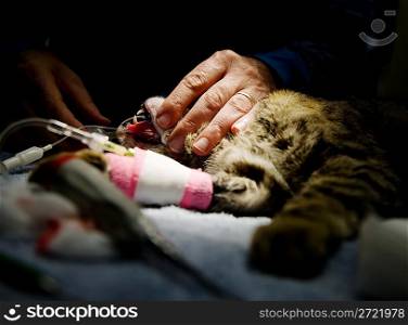 Veterinary Anesthesia