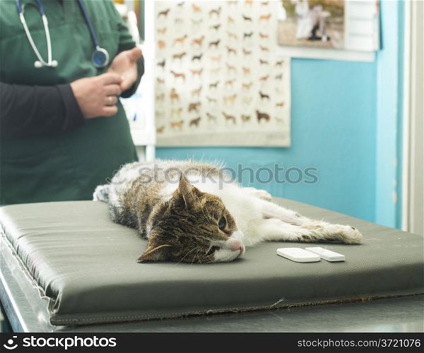Veterinary Blood test. Cat in vetrinary