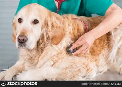 Veterinary by listening to a Golden Retriever dog in his clinic