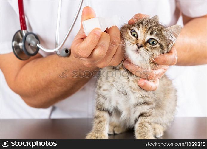 Veterinary clinic and kitten playing with phonendoscope