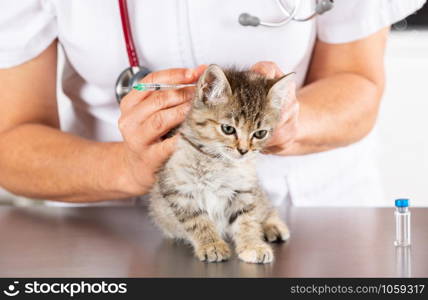 Veterinary clinic and kitten playing with phonendoscope