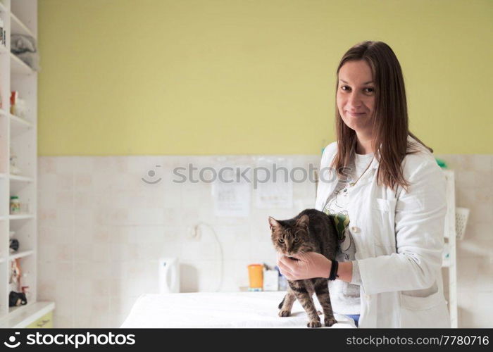 Veterinary clinic. Female doctor portrait at the animal hospital holding cute sick cat ready for veterinary examination and treatment . Veterinary clinic. Female doctor portrait at the animal hospital holding cute sick cat 