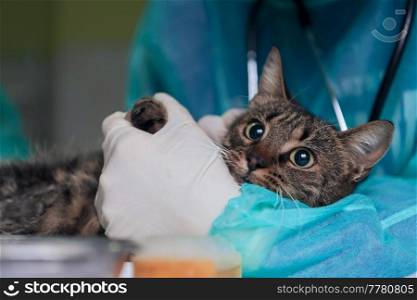 Veterinary clinic. Female surgeon or doctor at the animal hospital preparing cute sick cat for surgery, putting drops in cat eyes to protect during treatment.. Female surgeon or doctor at the animal hospital preparing cute sick cat for surgery, putting drops in cat eyes to protect during treatment.