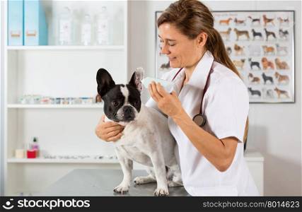 Veterinary clinic with a French bulldog making a cleaning ears