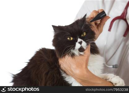 Veterinary conducting a review of ears of a cat in clinic