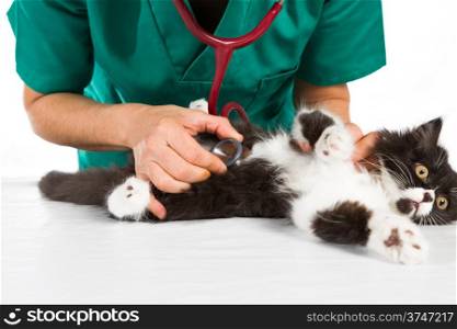 Veterinary conducting a review to a kitten