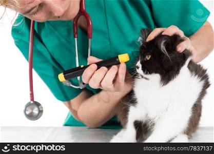 Veterinary conducting a review to a kitten