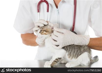 Veterinary conducting an ear cleaning a cat in clinic