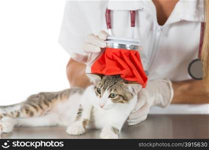 Veterinary fever down to a kitten with a water bag