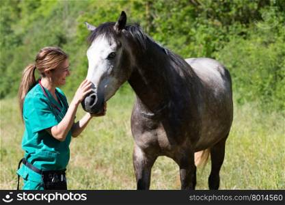 Veterinary great performing a scan to a young mare