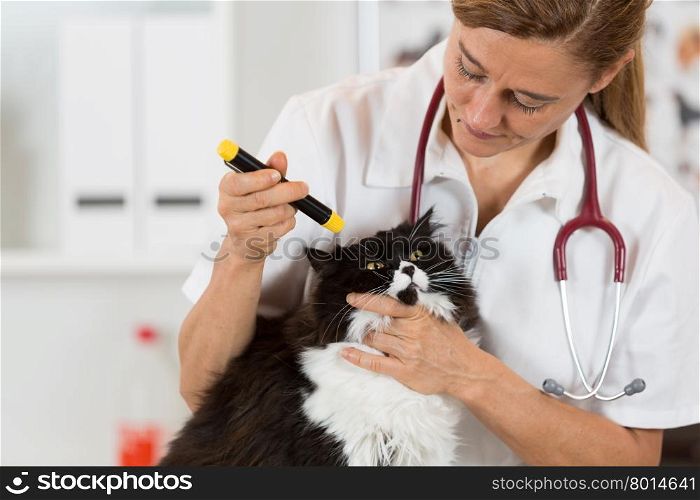 Veterinary inspecting the eyes of a cat in clinic