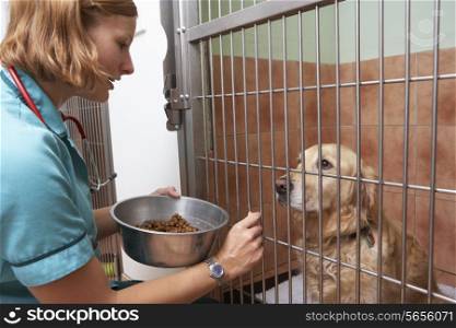 Veterinary Nurse Feeding Dog In Cage