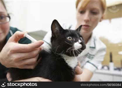 Veterinary Nurse Giving Cat Injection