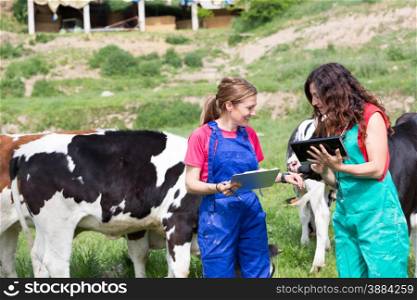 Veterinary on a farm performing a physical examination in a cow