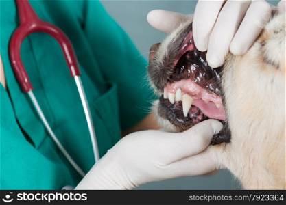 Veterinary performing a dental inspection to a Golden Retriever in clinical