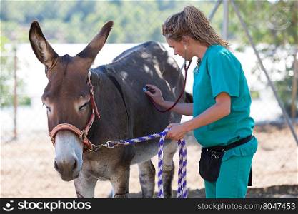 Veterinary performing a medical examination to a donkey