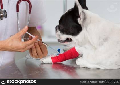 Veterinary placing a catheter via a French bulldog in the clinic