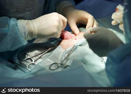 Veterinary surgery, operation, laparotomy concept. Closeup of cesarean section of cat.