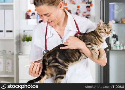 Veterinary taking the temperature of a cat in clinic