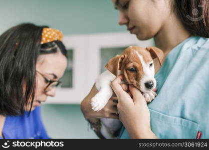 Veterinary with a dog for a review in the clinic