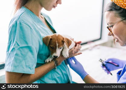 Veterinary with a dog for a review in the clinic