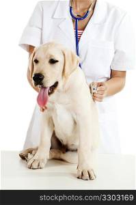 Veterinay taking care of a dog