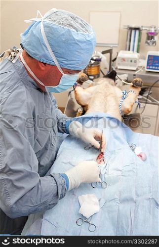 Veterniarian performing neuter operation on dog