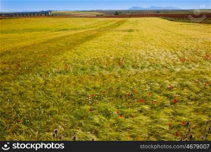 Via de la Plata way cereal fields in Spain at Extremadura