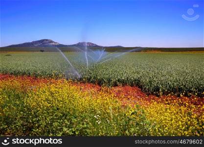 Via de la Plata way cereal fields in Spain at Extremadura
