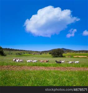 Via de la Plata way dehesa goats grasslands in Extremadura of Spain