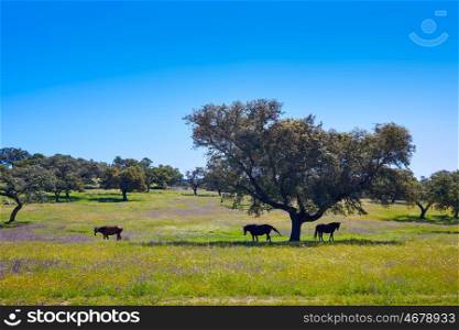 Via de la Plata way dehesa horses grasslands in Extremadura of Spain