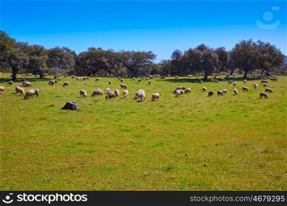 Via de la Plata way dehesa sheep grasslands in Extremadura of Spain