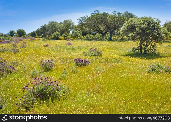 Via de la Plata way to Santiago in Dehesas of Spain at Extremadura Cornalvo and Sierra Bermeja